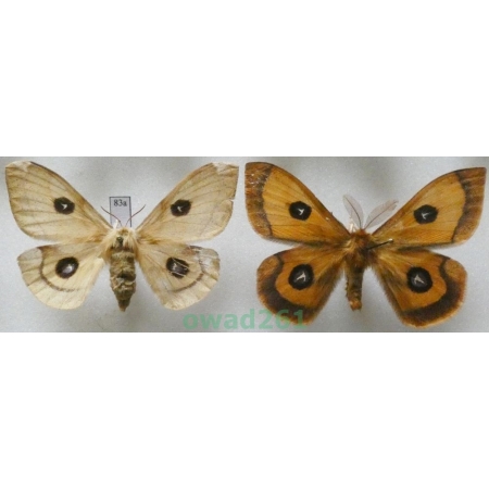 Aglia tau (Linnaeus, 1758) pair Czech83a